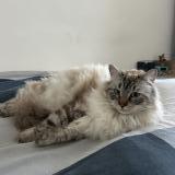 Foto del gato perdido en Saint Didier