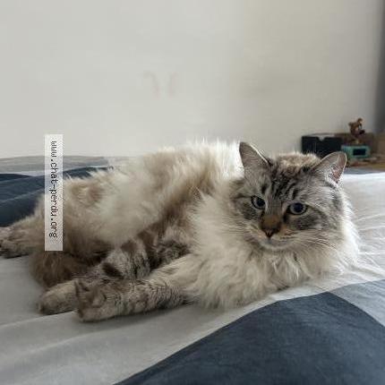 Foto 1/1 Milo Chat perdido en Saint didier