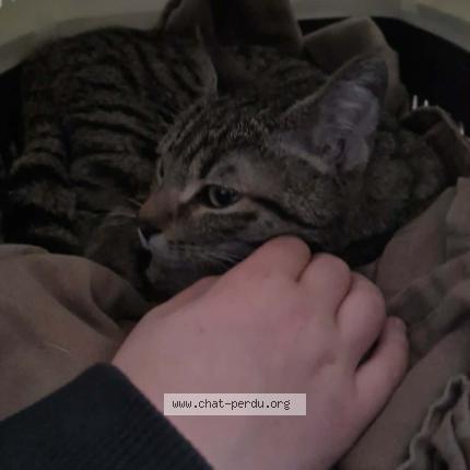 Foto 1/1 Gato encontrado Encontrado en Mazamet