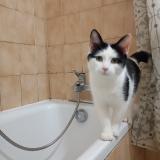 Foto del gato perdido en Toulouse