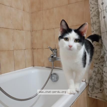 Foto 1/1 Iago Chat perdido en Toulouse