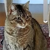 Foto del gato perdido en Villeneuve Le Roi