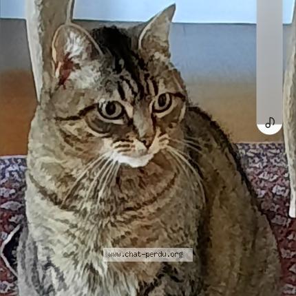 Foto 1/1 Julie Chat perdido en Villeneuve le roi