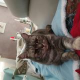 Foto del gato perdido en Montaigut Le Blanc