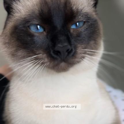 Foto 1/1 Olympe Chat perdido en Saint etienne