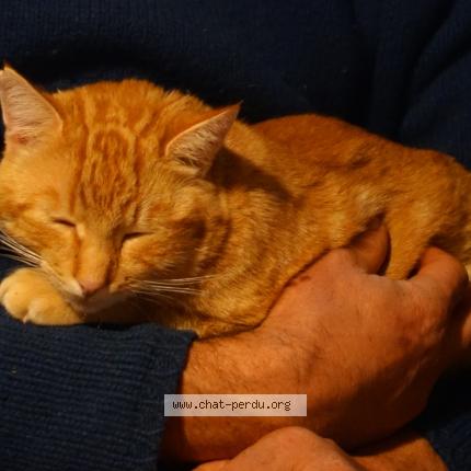 Foto 1/1 Graou Chat perdido en Brassac