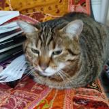 Foto del gato perdido en Escragnolles