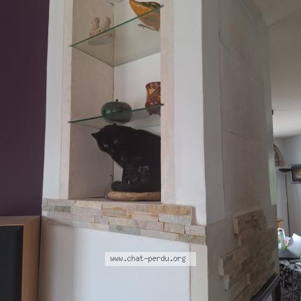 Foto 1/1 Pingu Chat perdido en Toulouse