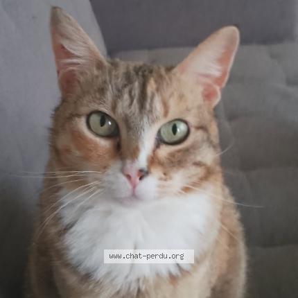 Foto 1/1 Fiona Chat perdido en Niort