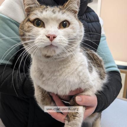Foto 1/1 Gato encontrado Encontrado en Perigny