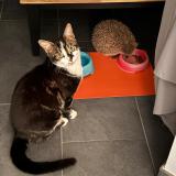 Foto del gato perdido en St Prex