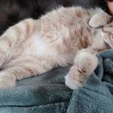 Foto del gato perdido en St Palais