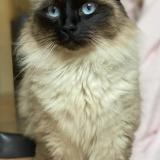 Foto del gato perdido en Paris