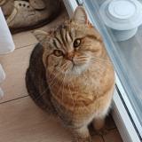 Foto del gato perdido en Jette