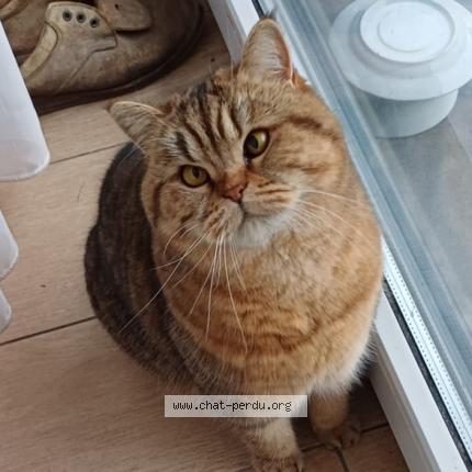 Foto 1/1 Sans nom Chat perdido en Jette