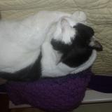 Foto del gato perdido en Eysines