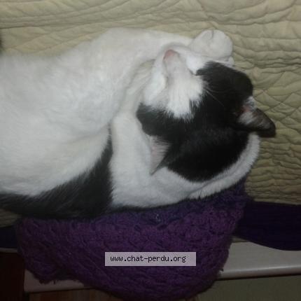 Foto 1/1 felix Chat perdido en Eysines