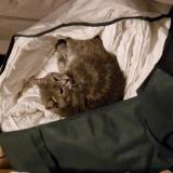 Foto del gato perdido en La Roche De Glun