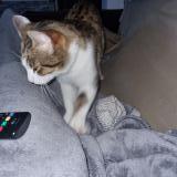 Foto del gato perdido en Givors