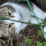 Foto de gato encontrado en Lorient