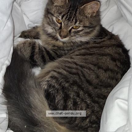 Foto 1/1 Guizmo Chat perdido en Saint germain les arpajon