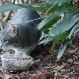 Foto de gato encontrado en Boulogne Billancourt