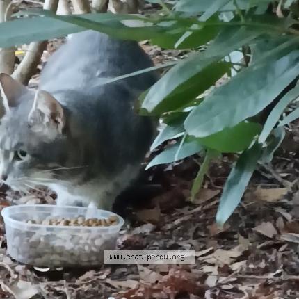 Foto 1/1 Gato encontrado Encontrado en Boulogne billancourt
