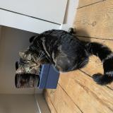 Foto del gato perdido en Margaux