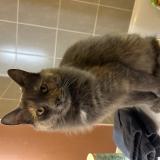 Foto del gato perdido en Malemort