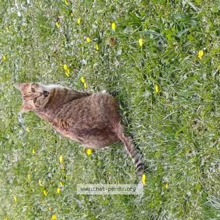 Foto 1/1 Gato encontrado Encontrado en Saou