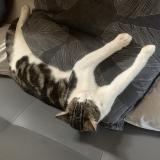 Foto del gato perdido en Issoire