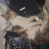 Foto del gato perdido en Avignon