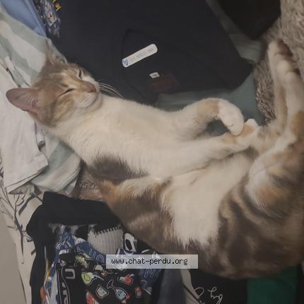 Foto 1/1 Potatoes Chat perdido en Avignon