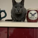 Foto del gato perdido en Le Pouzin