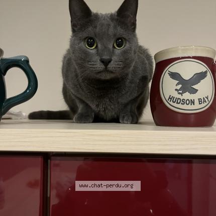 Foto 1/1 Replay Chat perdido en Le pouzin