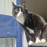 Foto del gato perdido en Cires Les Mello