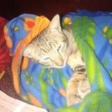 Foto del gato perdido en Hyderabad