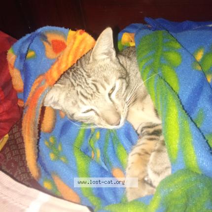 Foto 1/1 Reo Chat perdido en Hyderabad