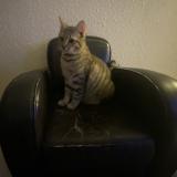 Foto del gato perdido en Saint Didier Sous Aubenas