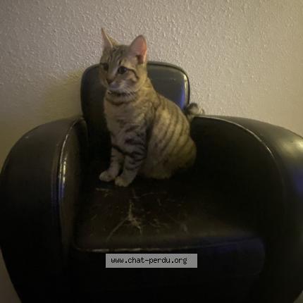 Foto 1/1 Simbouch Chat perdido en Saint didier sous aubenas