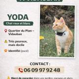 Foto del gato perdido en Vidauban