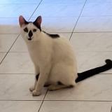 Foto del gato perdido en Quincay