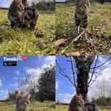 Foto del gato perdido en Villevarad