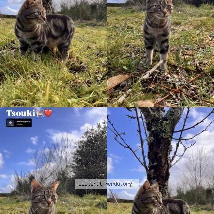 Foto 1/2 Tsouki Chat perdido en Villevarad