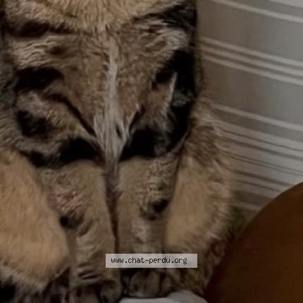 Foto 2/2 Tsouki Chat perdido en Villevarad