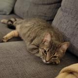 Foto del gato perdido en Saint Seurin De Cursac