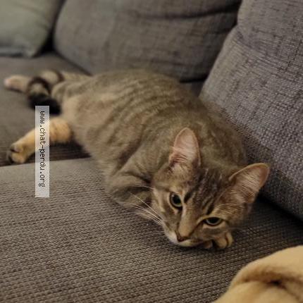 Foto 1/3 Rose Chat perdido en Saint seurin de cursac