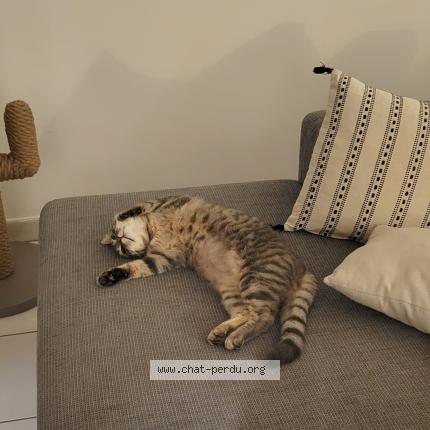 Foto 2/3 Rose Chat perdido en Saint seurin de cursac