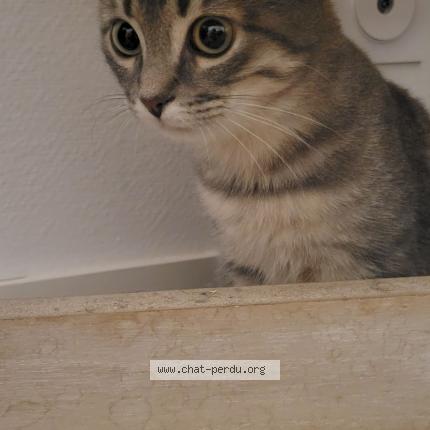 Foto 3/3 Rose Chat perdido en Saint seurin de cursac