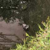 Foto de gato encontrado en Colmar